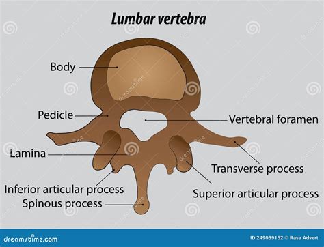 Lumbar Vertebra Labeled Vector Drawing Illustrations Stock Vector