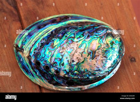 Paua Abalone Shell Polished To Show Colors Stock Photo Alamy