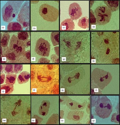 Cytotoxicity Effects Of Biological Control And Antioxidants Using Vicia