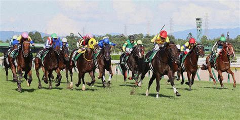 【新潟記念】良血サリエラ重賞初v狙う／今週の注目レース 競馬ライブ速報 日刊スポーツ