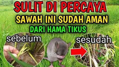 Percaya Atau Tidak Cara Ini Ampuh Mengusir Hama Tikus Di Sawah Youtube