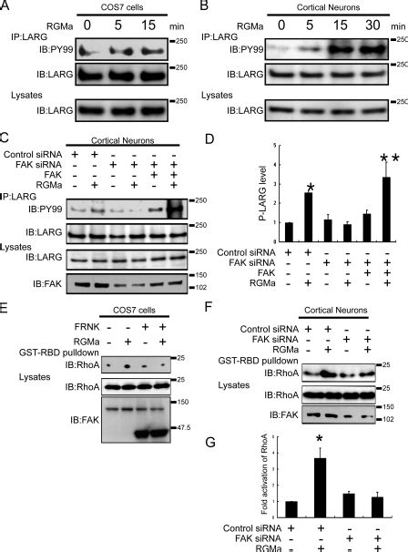 FAK Is Involved In RGMa Induced Tyrosine Phosphorylation Of LARG And