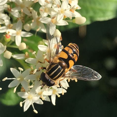 Why pollinators matter - Quadra Cedar Hill Community Association
