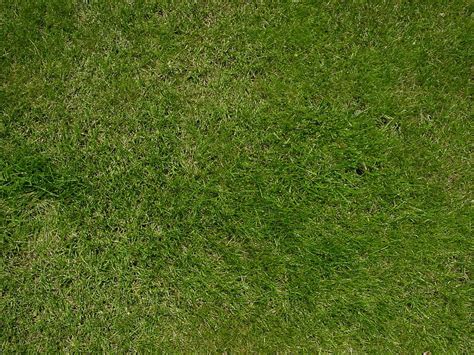 Arriba Ver Foto Verde C Sped Hierba Naturaleza Al Aire Libre