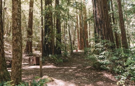 Best Big Basin Hikes And Campgrounds Big Basin Redwoods State Park