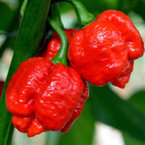 Sementes De Pimenta Trinidad Scorpion Vermelha 400mg Isla