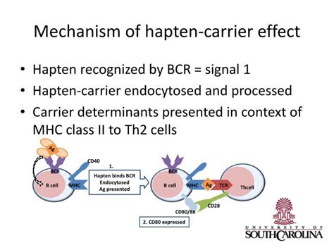 Ppt Cell Cell Interactions In Immune Responses Powerpoint