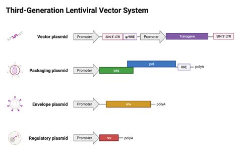 Third-Generation Lentiviral Vector System | BioRender Science Templates