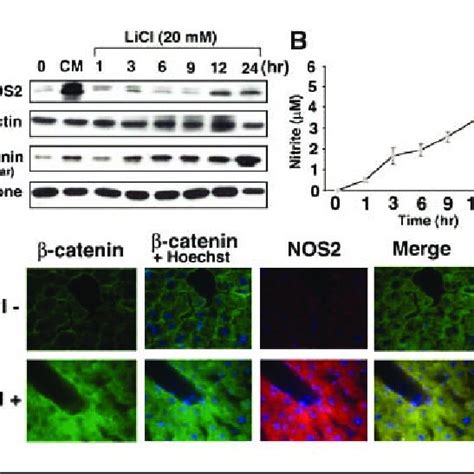 Licl Induces Nos Expression And No Production Via Inhibition Of Gsk H