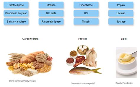 Chapter Digestive Flashcards Easy Notecards