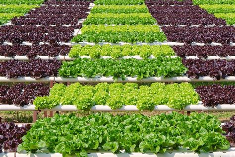 Hydroponic Gardening Pros And Cons What You Need To Know