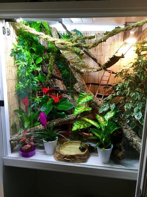 Click This Image To Show The Full Size Version Chameleon Enclosure