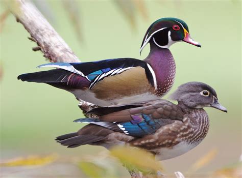 Wood Duck Pair On A Tree Limb Wood Ducks Dawson Creek Pa Flickr