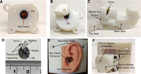 D Printed Ear