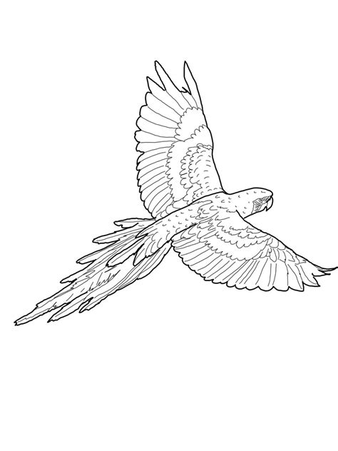 Arara Desenho Para Pintar Elephant Coloring Page Bird Coloring Pages