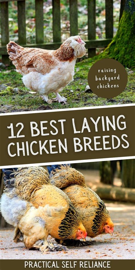 12 Best Egg Laying Chickens For Beginners Artofit