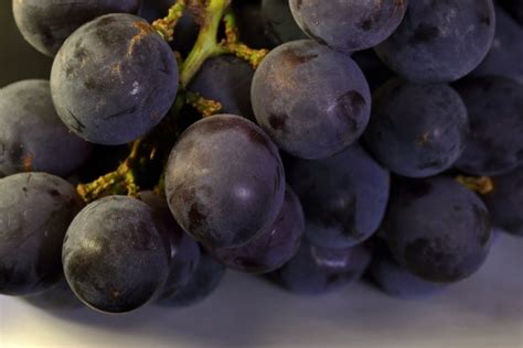 Ripe Bunch Of Black Catawba Grapes Free Stock Photo - Public Domain Pictures