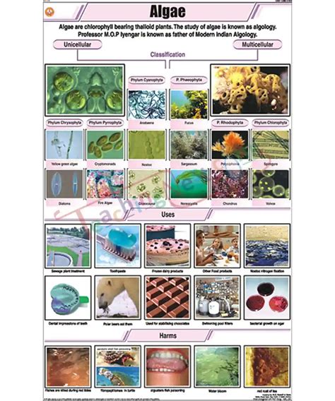 Algae Chart Laminated With Rollers Teachingnest