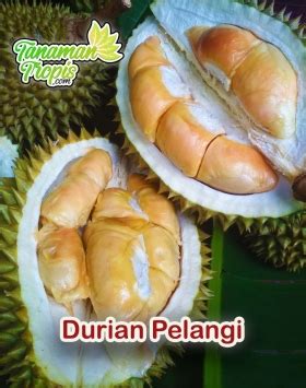 Cara Perawatan Pohon Durian Agar Cepat Berbuah Mudah