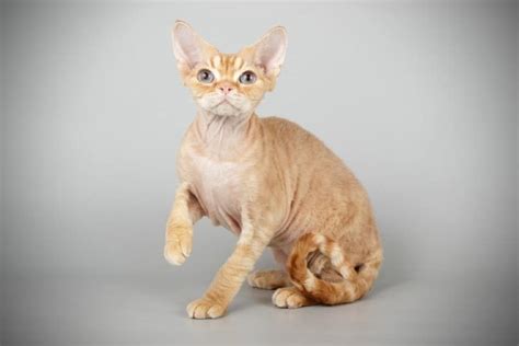 Devon Rex Fakta Bilder Och Information Allt Om Katten