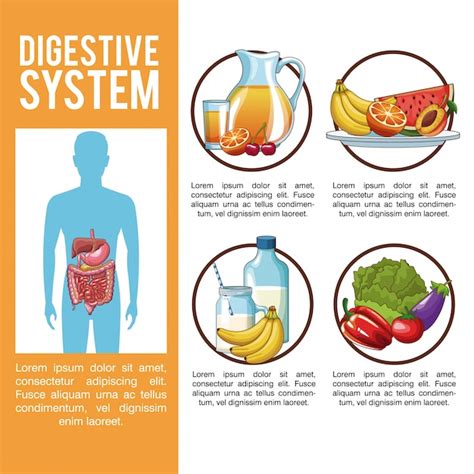 Sistema Digestivo Infografía Vector Premium