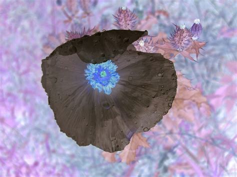 Prickly Poppy | Smithsonian Photo Contest | Smithsonian Magazine