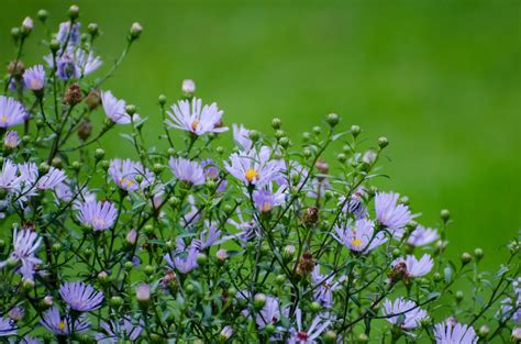 Flowers Free Stock Photo Public Domain Pictures