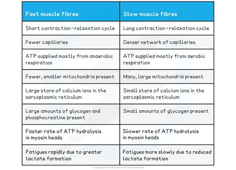 The Muscle Fibre Edexcel International A Level Biology Revision Notes