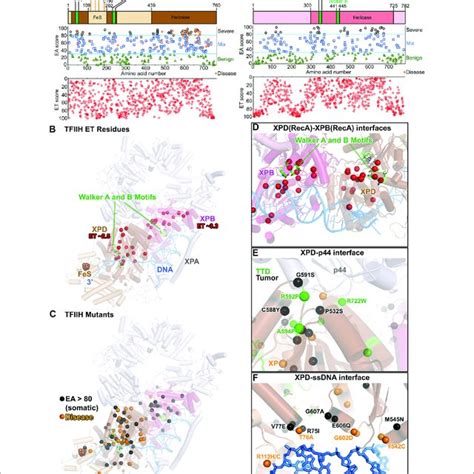 TFIIH ERCC2 XPD And ERCC3 XPB ET Disease And EA80 VUS A