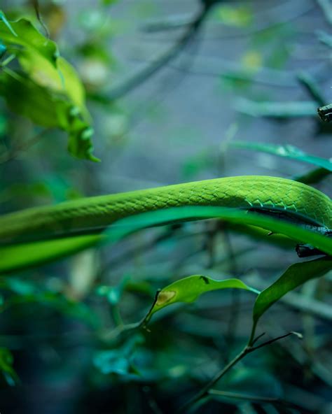Green And Black Python · Free Stock Photo