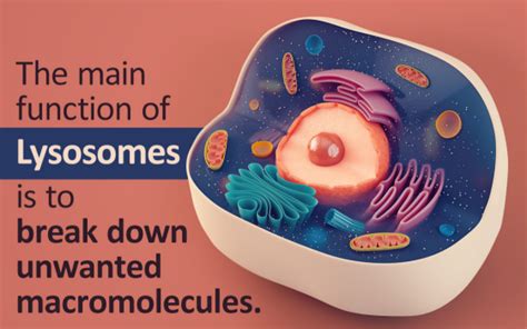 Living cell staining, super-resolution Lysosome tracing – Abbkine ...