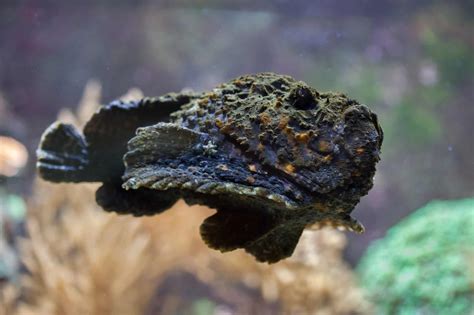 Discover 10 Spectacular Fish Found in Madagascar - A-Z Animals