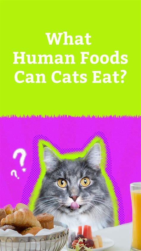 What Human Foods Can Cats Eat Artofit