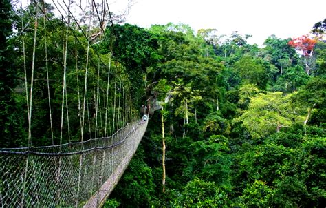 Nyungwe Forest National Park - Information, Facts & Tourism