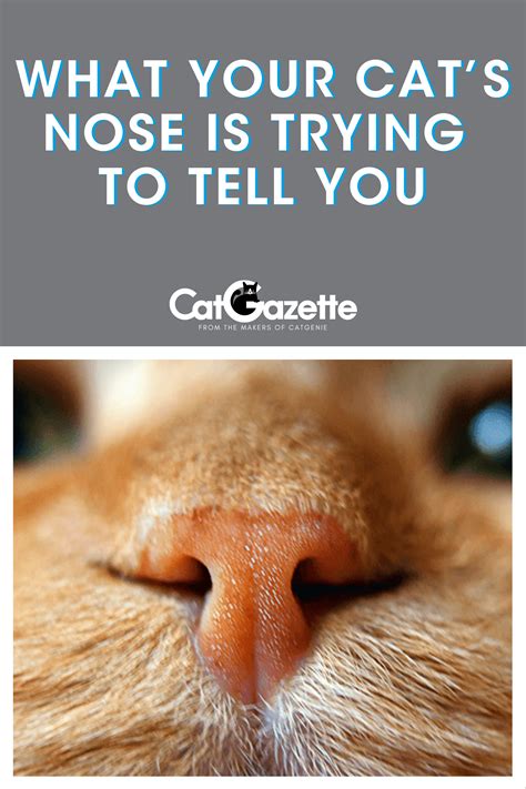 What Your Cats Nose Is Trying To Tell You Cat Nose Cats Nose