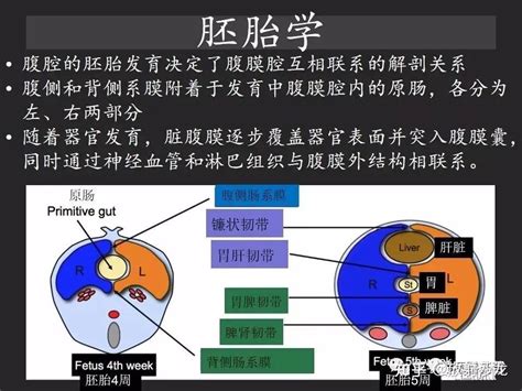 胃肠穿孔：气从哪里来？通过腹膜解剖确定穿孔部位 知乎