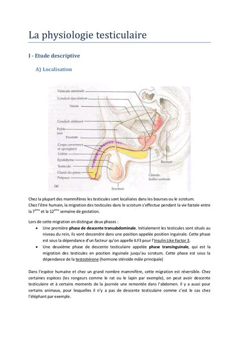 R Gulation De L Activit Testiculaire