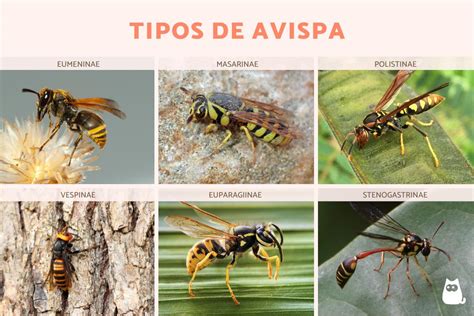 6 Tipos De Avispas ¡nombres Con Fotos