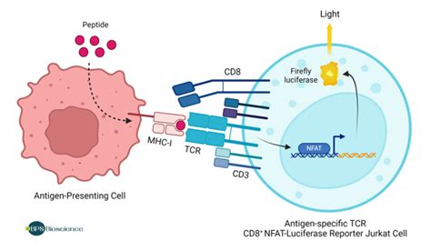 Prame Tcr Cd Nfat Luciferase Reporter Jurkat Cell Line