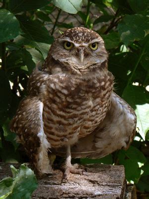 Burrowing Owl - Speotyto cunicularia | The Aviary at Owls.com ...