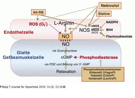 Abbildung No Arginin System