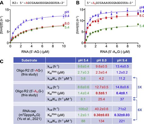 Enzymatic Characterization Of Mrna Cap Adenosine N6 Methyltransferase Pcif1 Activity On Uncapped