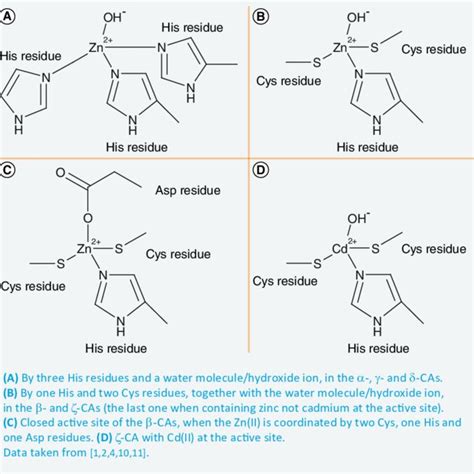 Interactions Of Phenol With Human Isoform Carbonic Anhydrase Ii