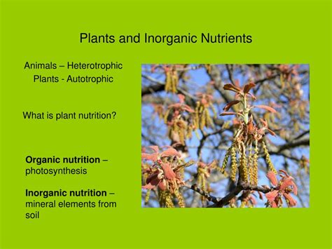 Ppt Plants And Inorganic Nutrients Powerpoint Presentation Free Download Id 681039