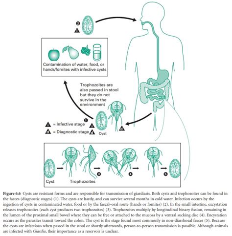 Entamoeba Histolytica Life Cycle