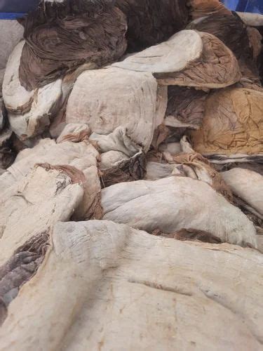 Dried Salted Buffalo Omasum Packaging Type PP Bag At Rs 750 Kg In Rampur