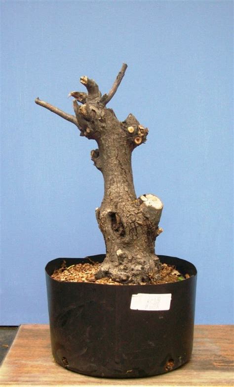 Willow Oak Progression Bonsai South