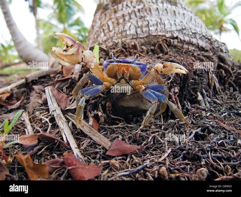 Mangrove Crab Hi Res Stock Photography And Images Alamy