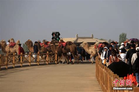 甘肃敦煌“骆驼红绿灯”：让景区旅游高峰交通更有序 新闻中心 温州网