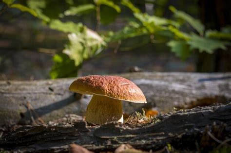 Premium Photo Wide Cep Mushroom Grows In Wood Beautiful Autumn Season